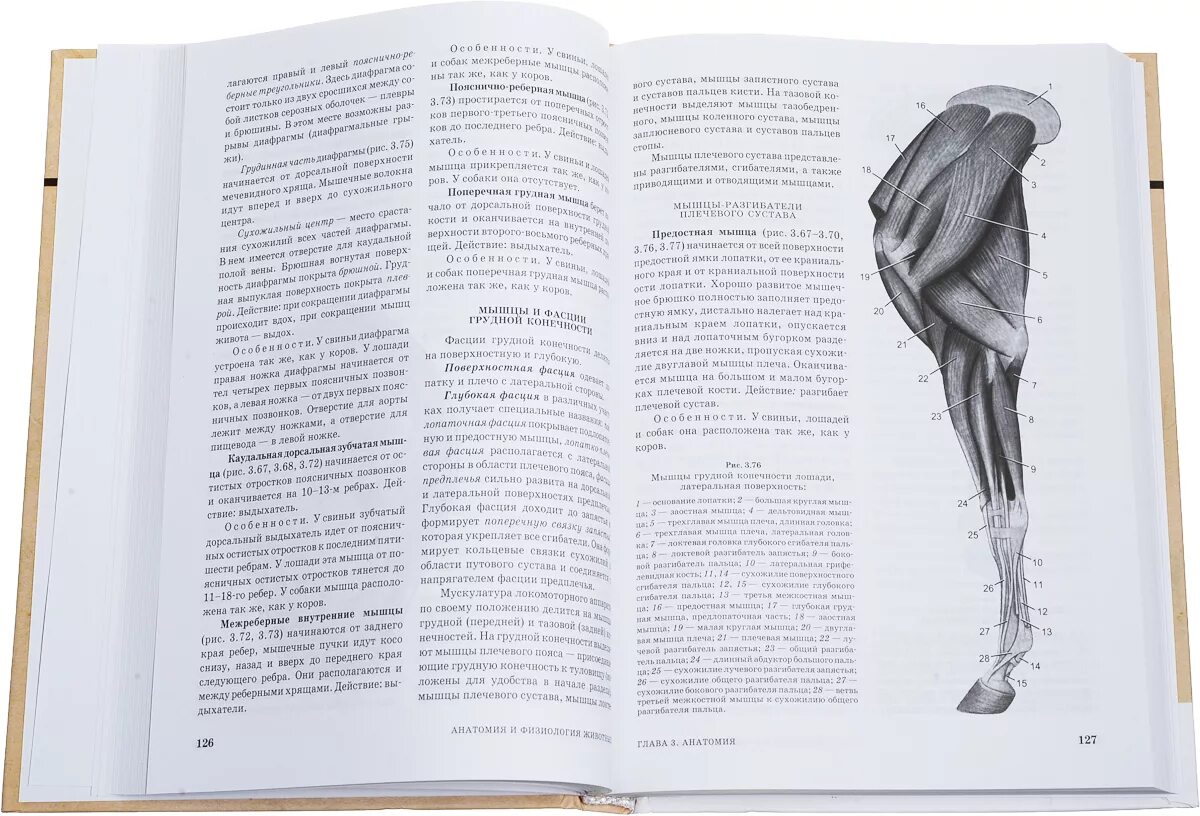 Анатомия животных учебное пособие. Анатомия животных зеленевский. учебник анатомии животных зеленевский. кинга анатомия и физиология животных зеленевский 2 издание. анатомия животных зеленевский н.в зеленевский к.н.