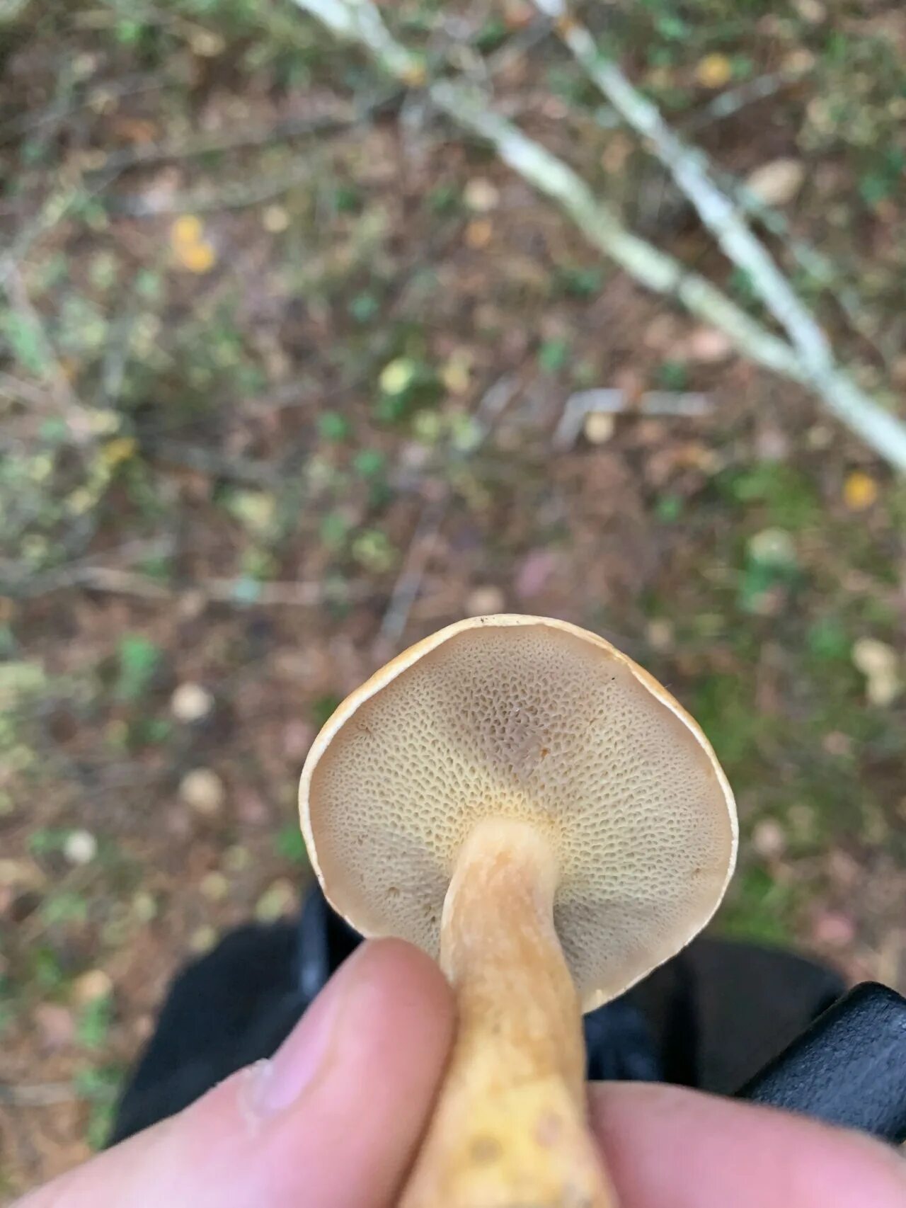 Козляк (suillus bovinus). Масленок козляк моховик. Козляк ложный. Козляк (suillus bovinus). Гриб моховик (козляк.