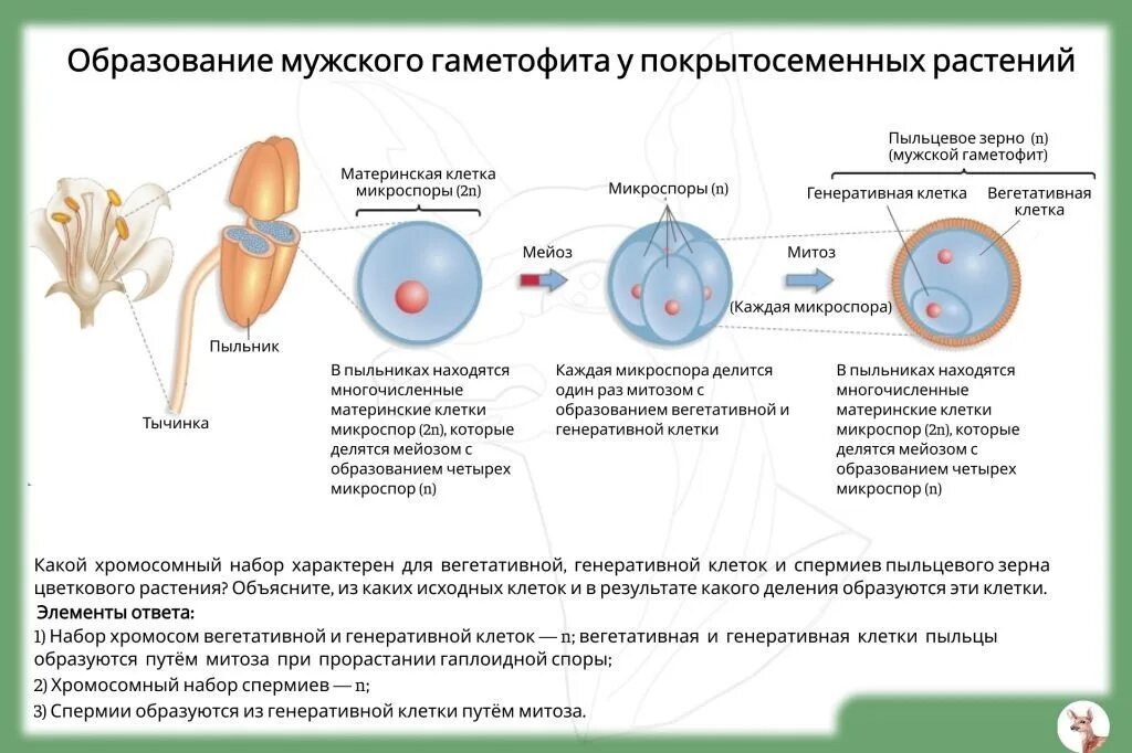 Деление генеративной клетки пыльцевого зерна. Развитие мужского гаметофита покрытосеменных. Строение мужского гаметофита покрытосеменных растений. Схема развития мужского гаметофита. Схема образование мужского гаметофита у покрытосеменных растений.