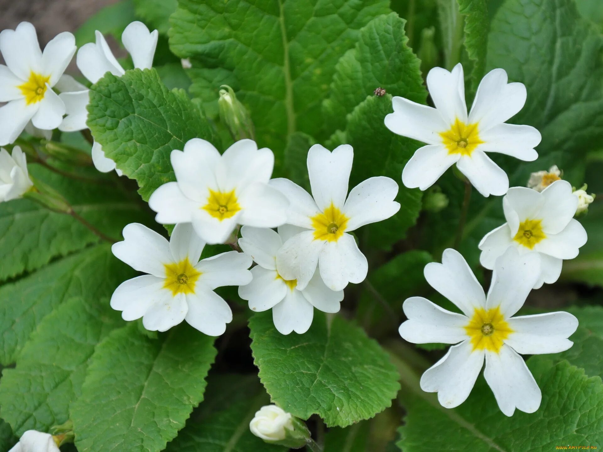 Первоцветы подснежники. Ветреница лесная (anemone sylvestris). Примула первоцвет весенний. Примула малакоидес. Подснежник ветреница лесная.
