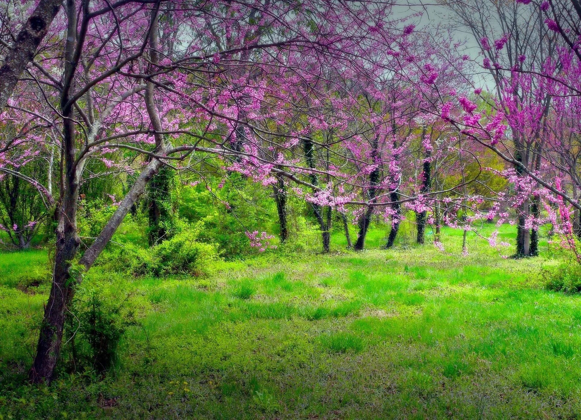 Spring trees