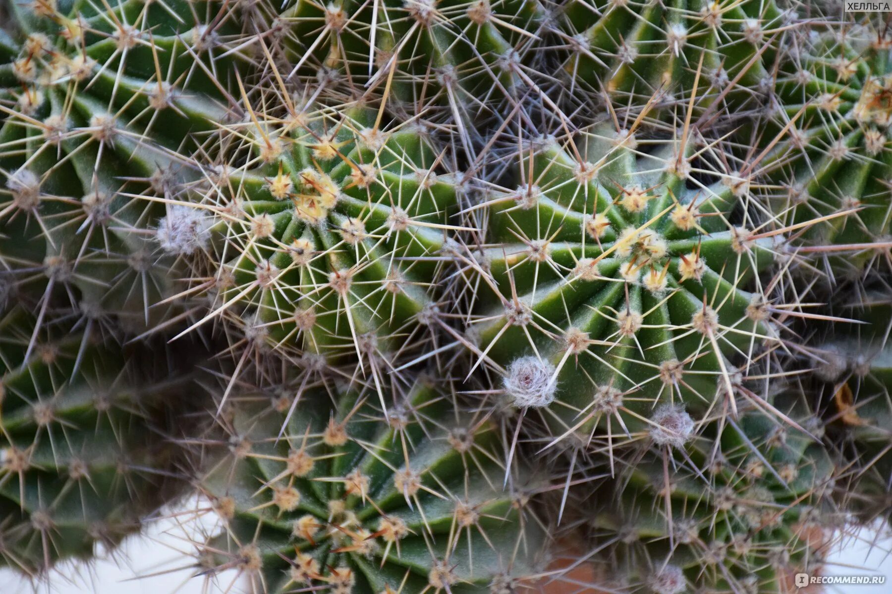 MacroID.RU - Echinopsis DSC01804.jpg
