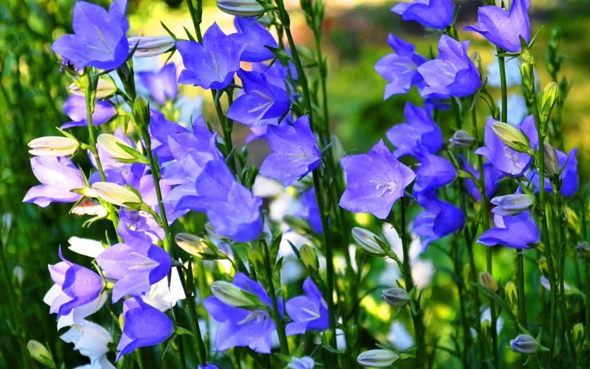 Колокольчик озеро. Колокольчик персиколистный (Campanula persicifolia). Колокольчик персиколистный голубое озеро. Колокольчик персиколистный Alba. Колокольчик персиколистный (Campanula persicifolia l.).