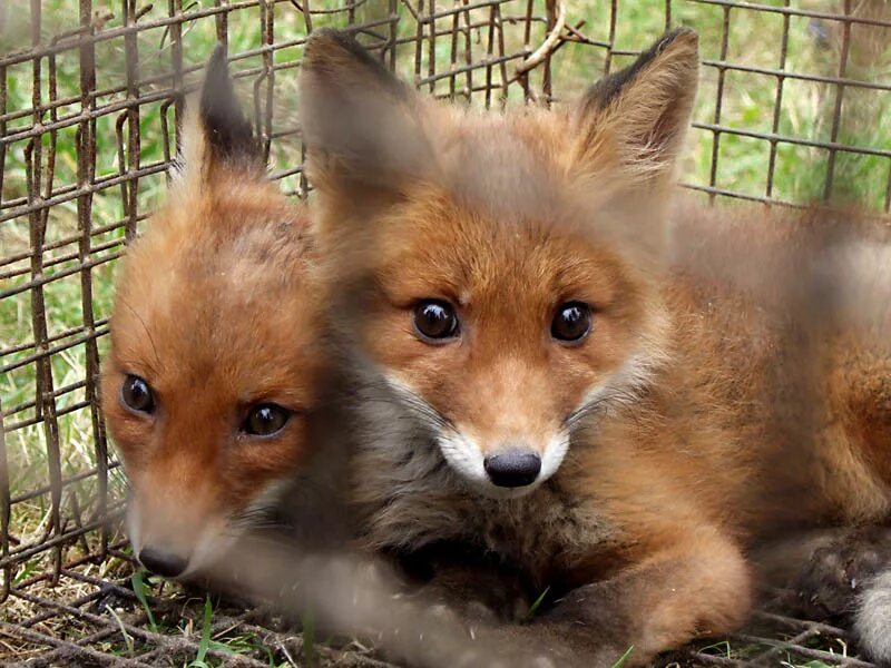 лисья звероферма. лисица (vulpes vulpes). лиса ростовской области. лиса корсак астрахань. пушная лисица.