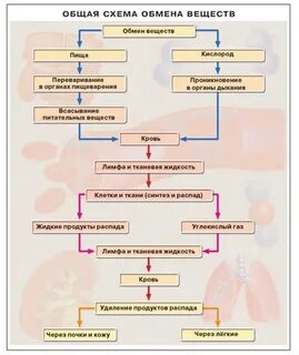 Обмен веществ конспект 9 класс