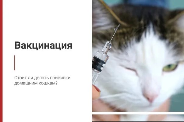 Нужна ли прививка домашней кошке. Вакцинация кошек. Прививка для кошек. Прививки котятам. График вакцинации котят.