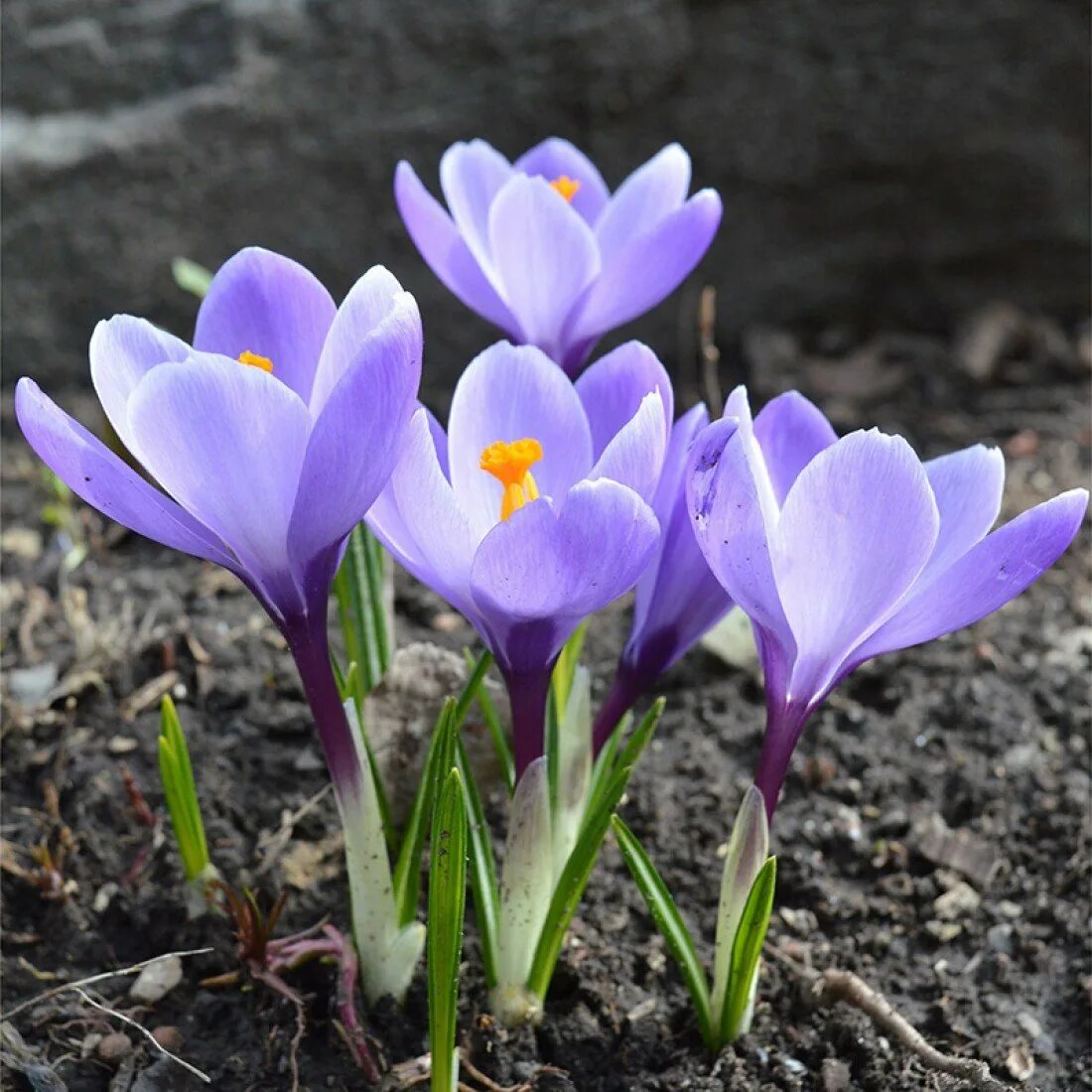 Крокус Гранд Мэтр. Крокус Grand Maitre. Крокус весенний Grand Maitre. Крокус Grand Maitre large flowering.