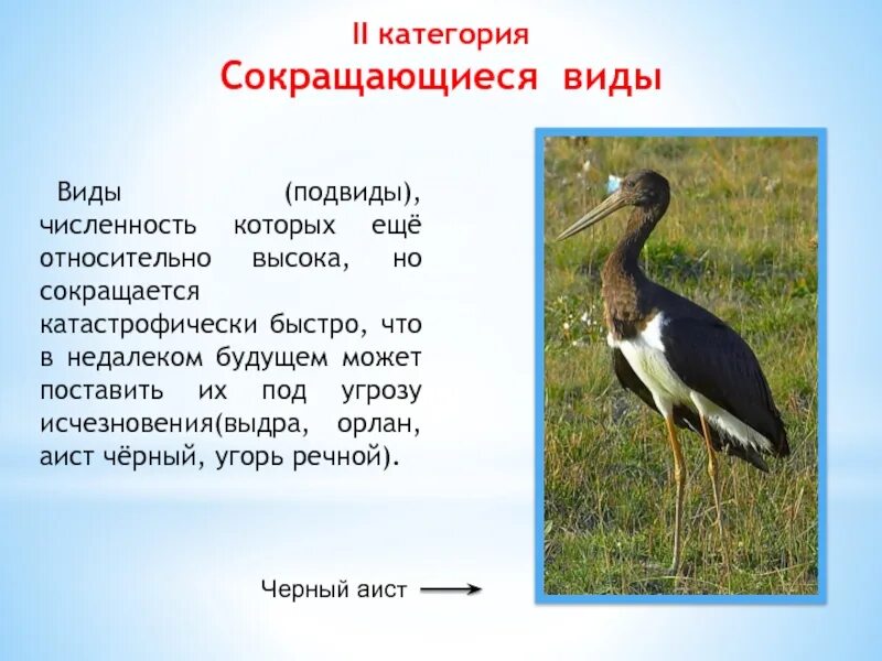 Виды сокращающиеся в численности. Виды сокращающиеся в численности. Птицы ростовской области занесенные в красную книгу. Животные красной книги желтые. Луговые растения красной книги.