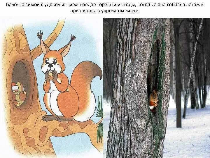 Сказка как белочка зимует. Белка в дупле рисунок. дупло белочки зимой для детей. как белочка зимует картинки.