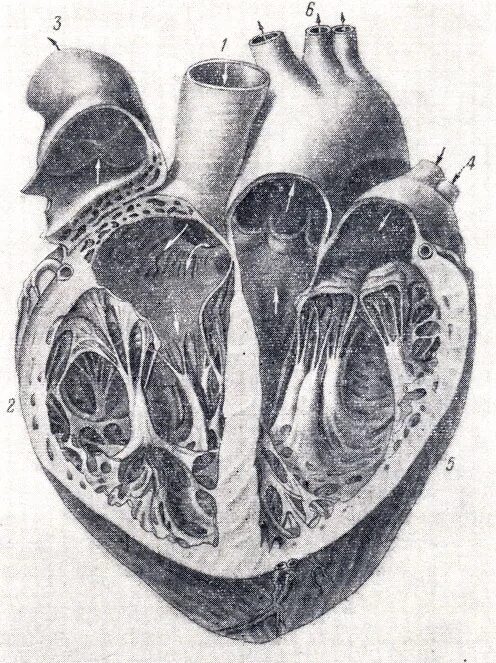 Срез сердца человека. Сердце в разрезе. Сердце в разрезе анатомия.