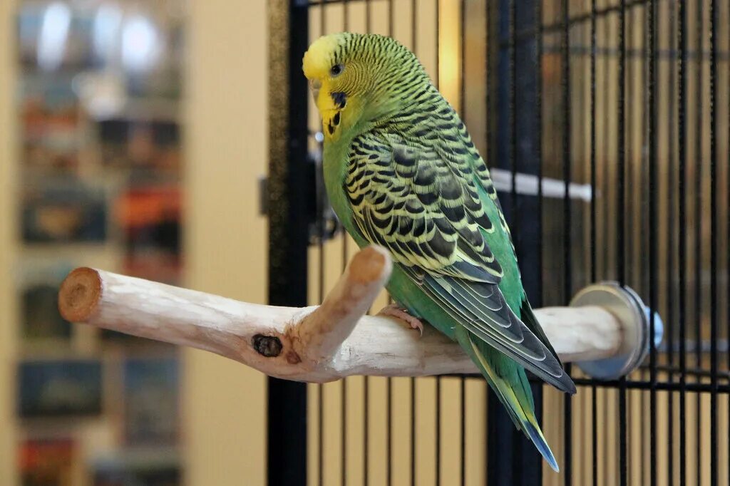 волнистый попугай. какой волнистый. волнистый попугайчик синий самец. волнистый попугай получех. желтолицый волнистый попугай.