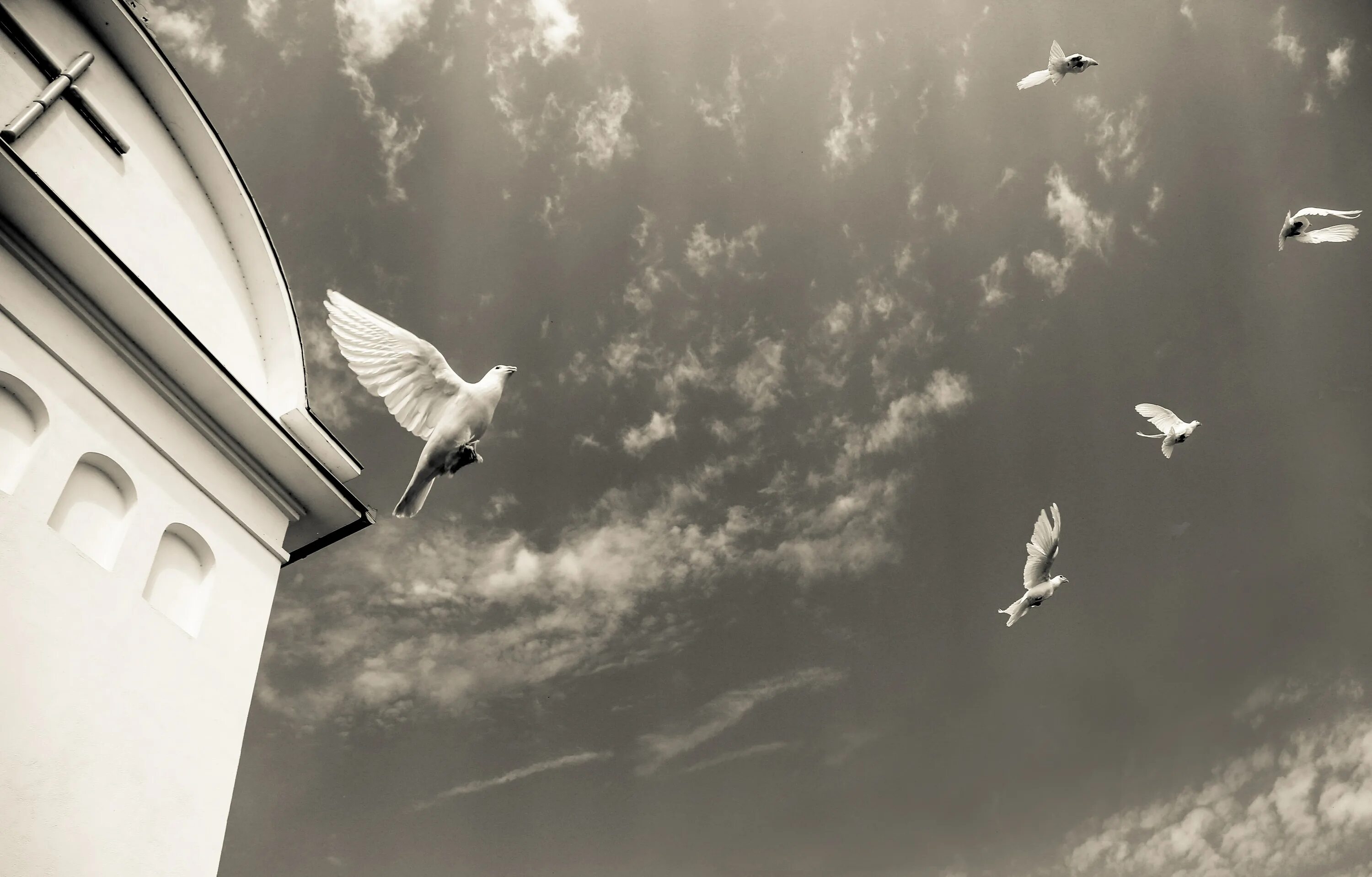 голуби летят нашей крышей. голуби летят нашей крышей. много белых голубей. голуби летят в городе. голуби летят над нашей зоной.