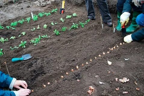 Что можно посадить в апреле в огороде