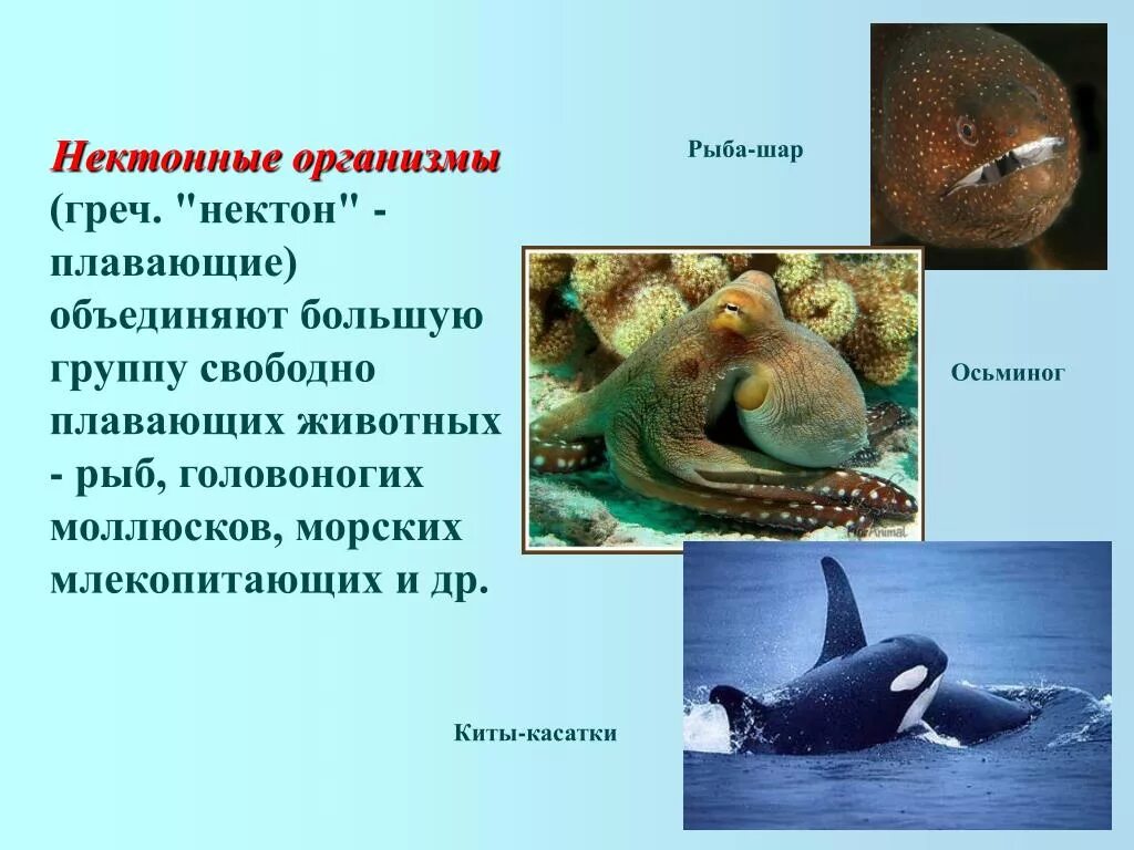 Нектон группа организмов. Нектонные организмы. Представители нектона. Нектон организмы. Нектонные рыбы.