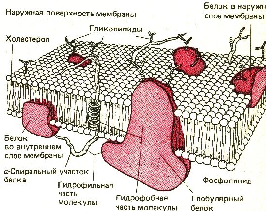 Плазматическая мембрана нейрона. Строение мембраны нейрона. Мембрана нервной клетки схема. Строение клеточной мембраны нейрона. Структура мембраны нейрона.