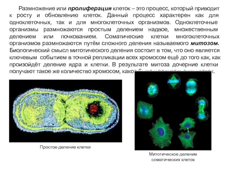 Для клеток какой ткани характерно размножение