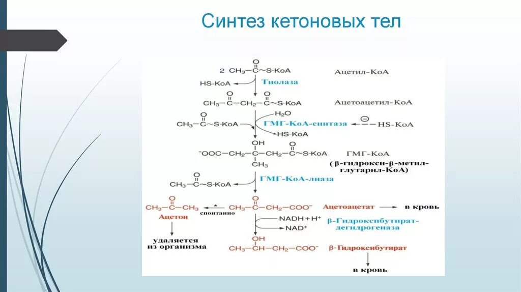 Синтез адрес. Синтез кетоновых тел формулы. Образования ацетона в организме схему. Синтез кетоновых тел из ацетил-КОА. Схема реакции синтеза кетоновых тел.