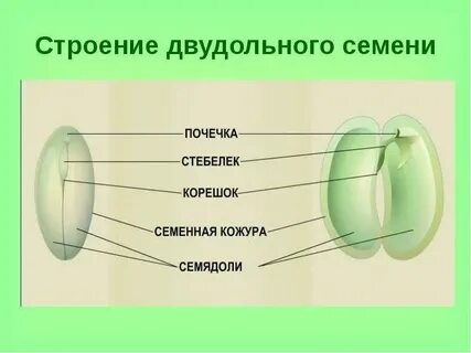 Класс яблони биология