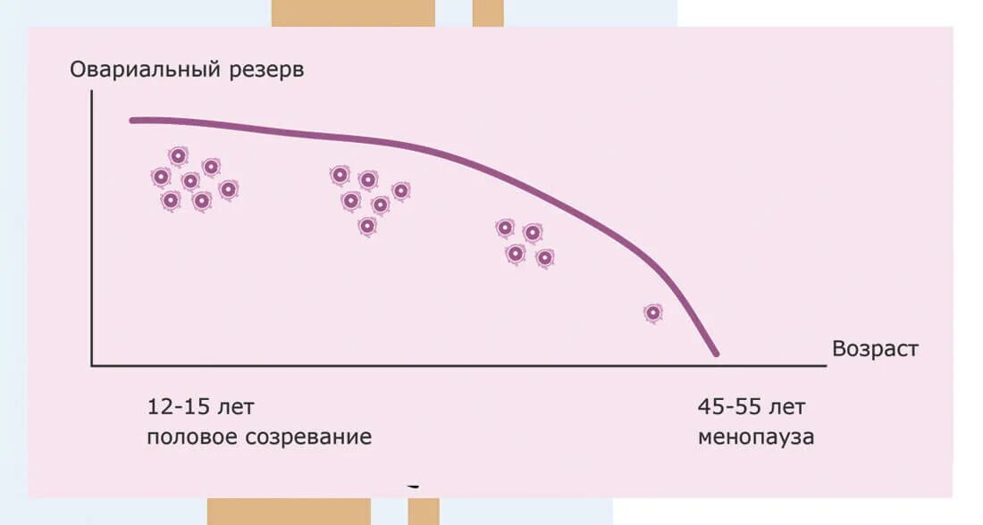 Овуляция в 40