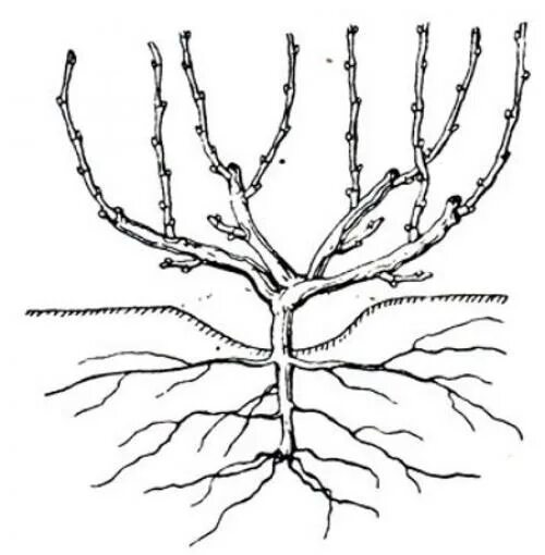 Корневая система винограда. Строение корня винограда. Корневая система виноградной лозы. Строение корневой системы винограда.