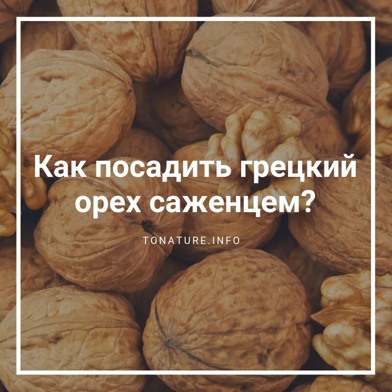 Как садить орех. Посадка грецкого ореха. выращивать орехи. как вырастить грецкий орех. прорастить грецкий орех.
