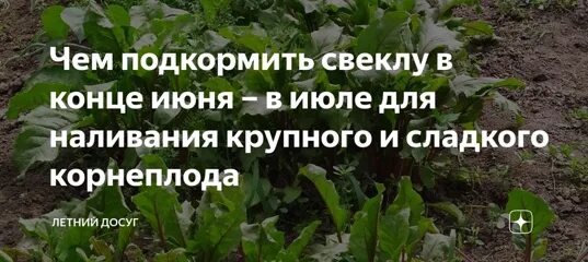 Подкормить свеклу в июле. Подкормка свеклы в открытом грунте в июне. Чем удобрить свеклу в июле. Удобрение для свеклы в июле.