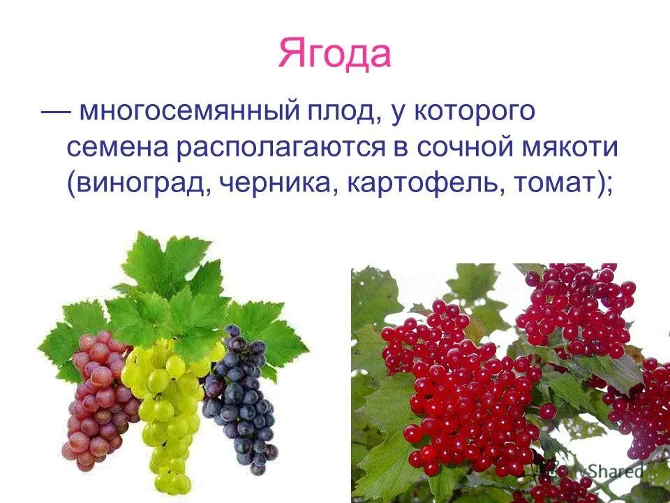 многосемянный плод ягода