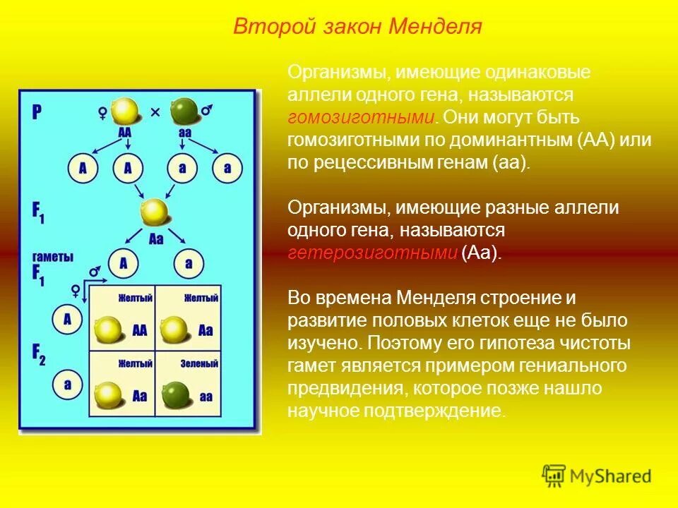 Закон доминирования. Второй закон менделя. Тест по теме законы менделя. Скрещивание гибридов второго поколения. Анализирующее скрещивание дигетерозиготы.