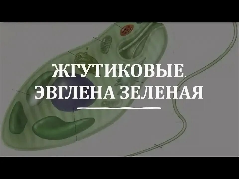 Зеленая передвигается с помощью. Зеленая передвигается с помощью