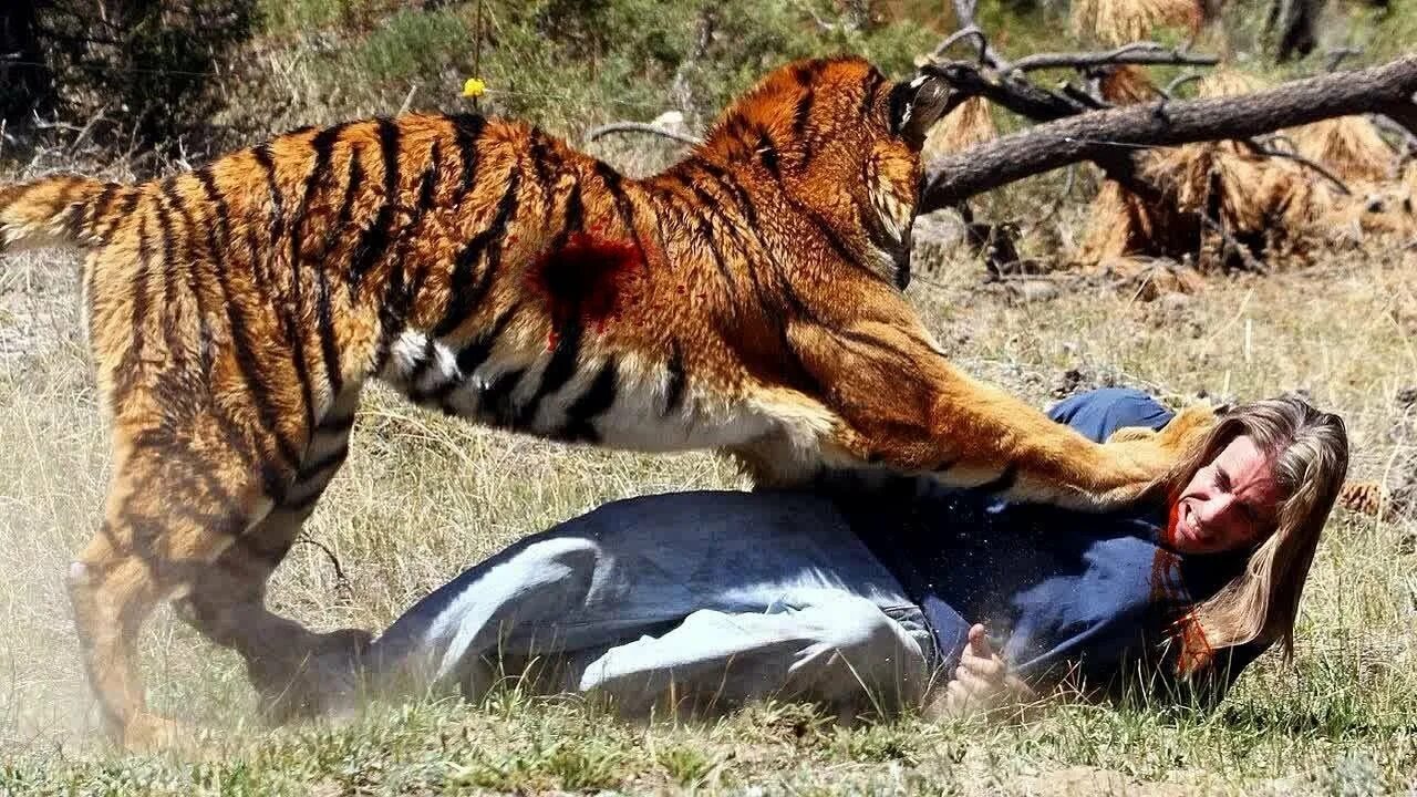 Нападен еживо ных на людей. Нападение животных на людей. Животные на подают на людей. Animals more human