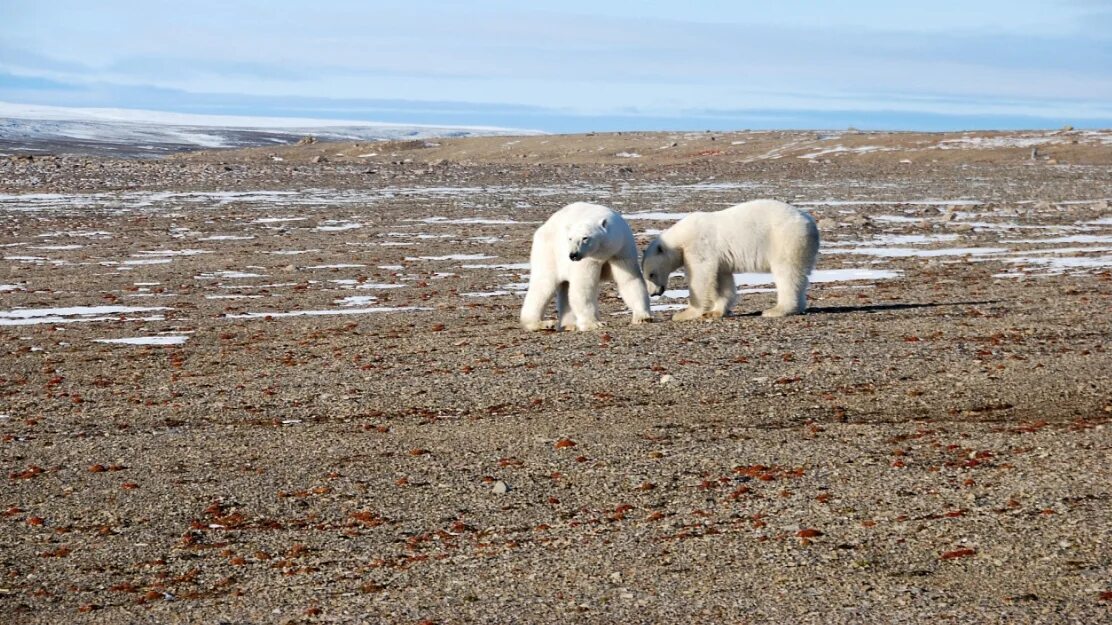 Ареал обитания белых медведей. Ареал обитания белого медведя Арктика. Ареал обитания белых медведей в России. Ареал белого медведя. Как можно объяснить ареал обитания белого медведя