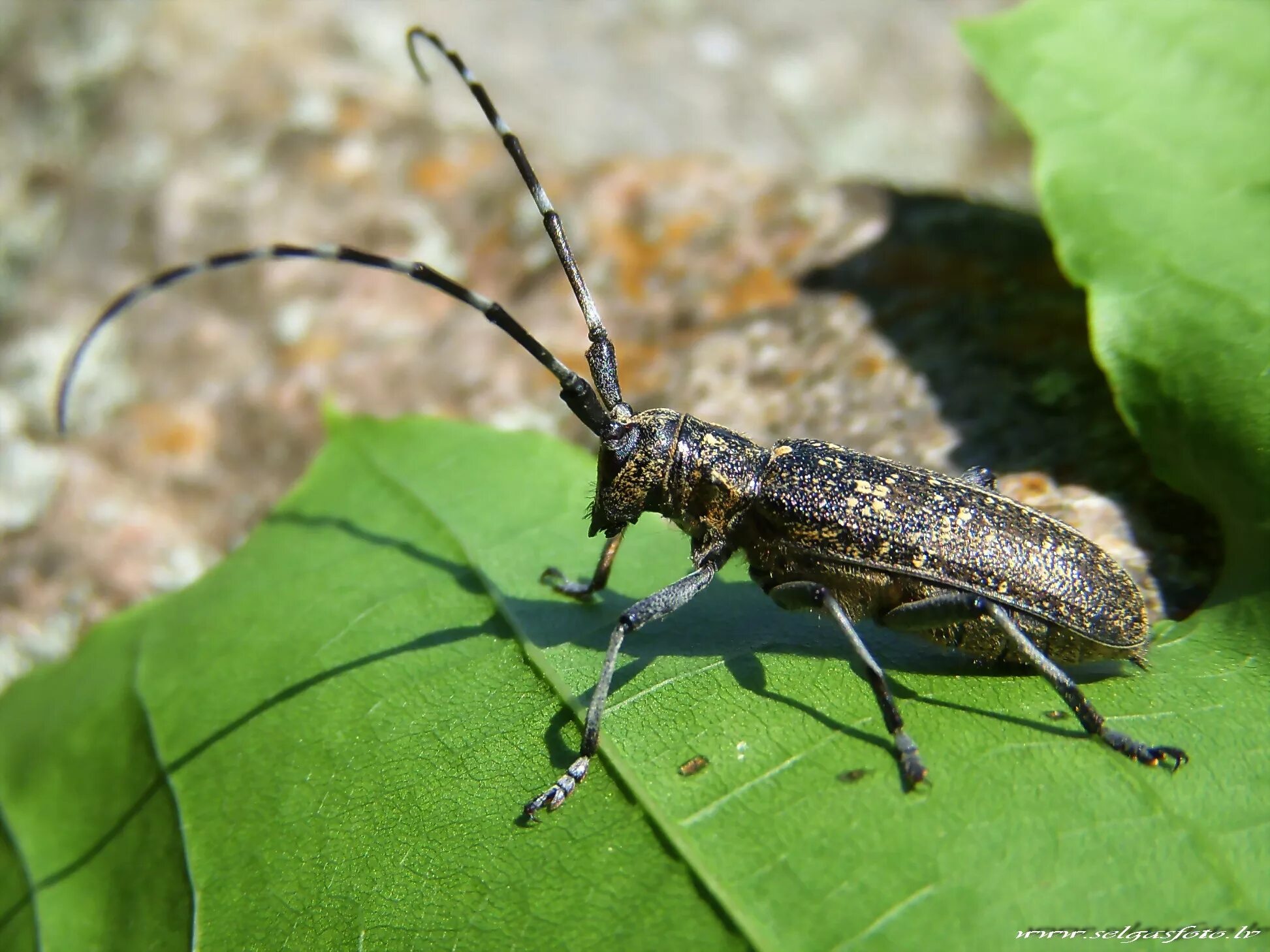 Черный усач фото. Monochamus galloprovincialis усач черный Сосновый. Жук усач. Черный Жук усач дровосек. Жук Стригун усач.