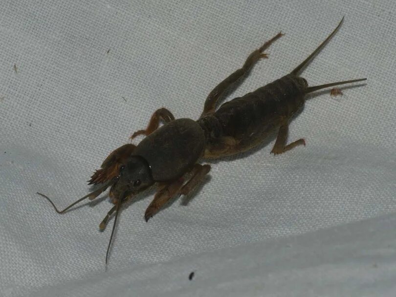 кузнечик толстун. кузнечики сверчки и медведки. медведка и саранча. кузнечиковые прямокрылые. сверчок кузнечик саранча отличия.