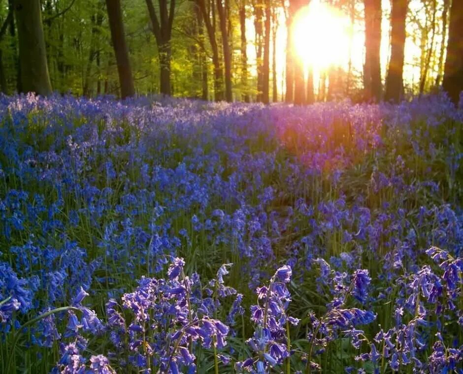 Колокольчик цветок в лесу. Лесные цветы. Поляна с голубыми цветами. Голубые цветы в лесу. Сиреневые цветы в лесу.