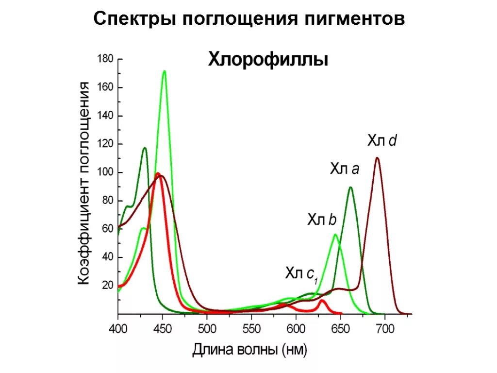 Спектры поглощения пигментов фотосинтеза. Спектр поглощения пигмента хлорофилла. Спектры поглощения пигментов растений. Спектры поглощения фотосинтетических пигментов. Хлорофиллы поглощают свет