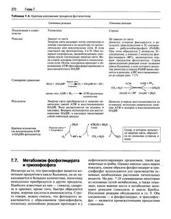 Краткое изложение процесса фотосинтеза - Справочник химика 21