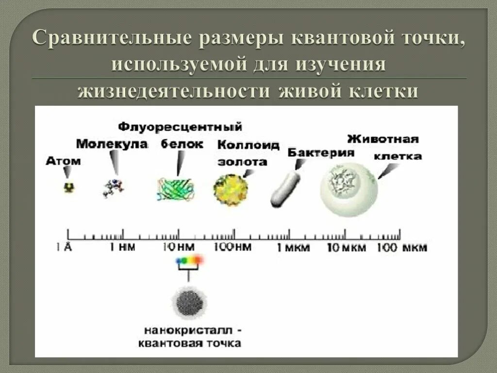 Сравнительные Размеры молекул. Размер молекулы воды и вируса. Сравнение вируса и молекулы. Размер вируса и молекулы. Атом сравнение размеров