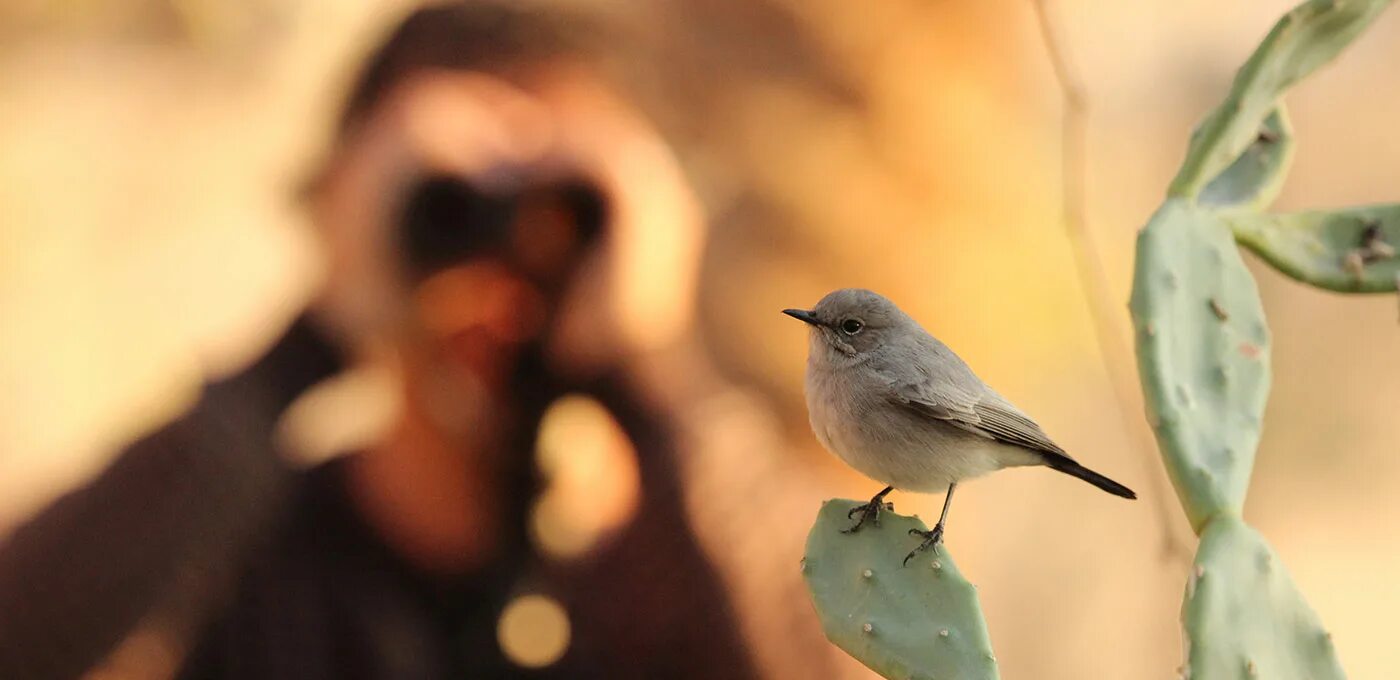Bird watcher