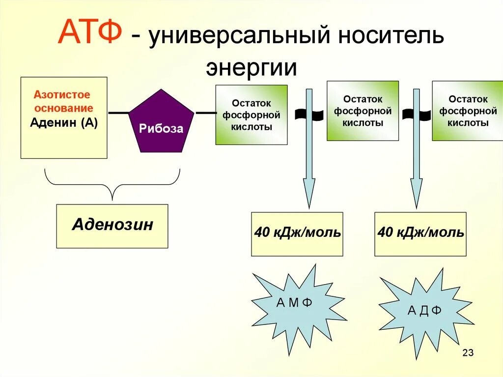 Биологические функции АТФ. Структура АТФ. Роль АТФ. Структура АТФ биология.