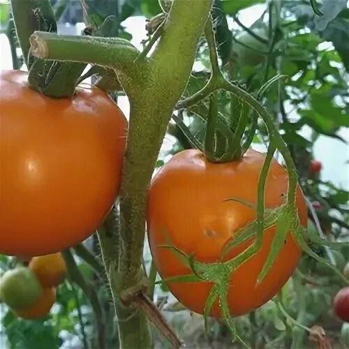 Томат хурма нк. Хурма помидорный сорт. Семена томат хурма. Томат хурма. Хурма помидорный сорт.