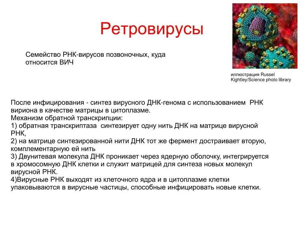 Инфекционная рнк. Ретровирусы строение вириона. Ретровирусы особенности строения. Вирусы семейства Retroviridae. Ретровирус структура.