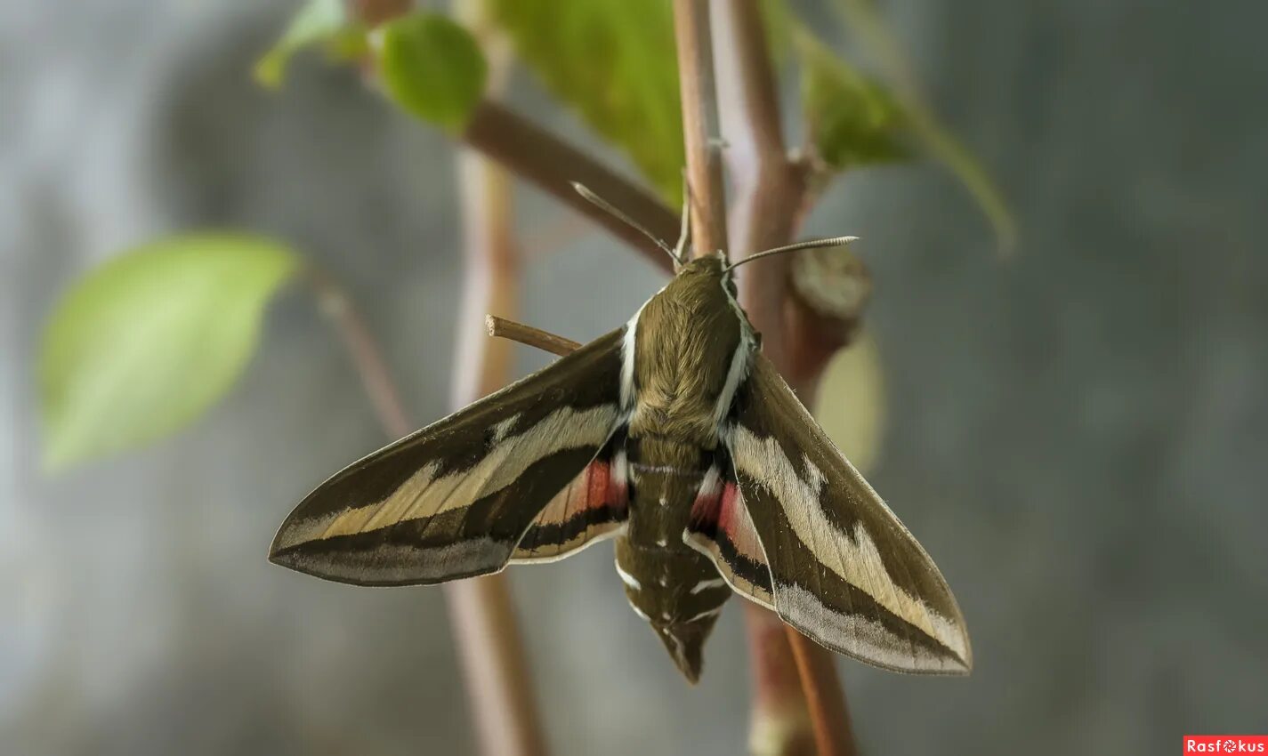 бражник глазчатый гусеница. бражник подмаренниковый бабочка и гусеница. бражник леди. бражник вьюнковый бабочка. бражник южный молочайный.