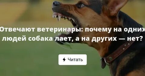 Человек гавкает как собака