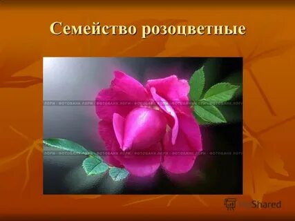 Семейство крестоцветные и розоцветные презентация