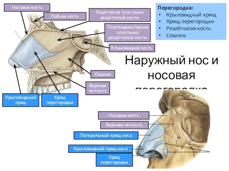 Сошник кость. Решетчатая кость носа. Перпендикулярная пластинка решетчатой кости. Решетчатая кость и сошник. Решетчатая пластинка носа.