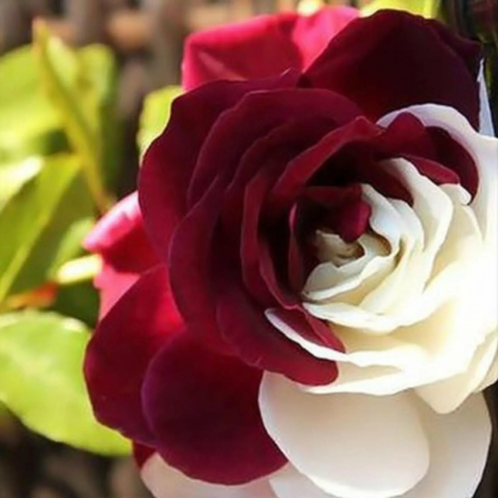 Сорт розы Осирия. Красивые названия роз