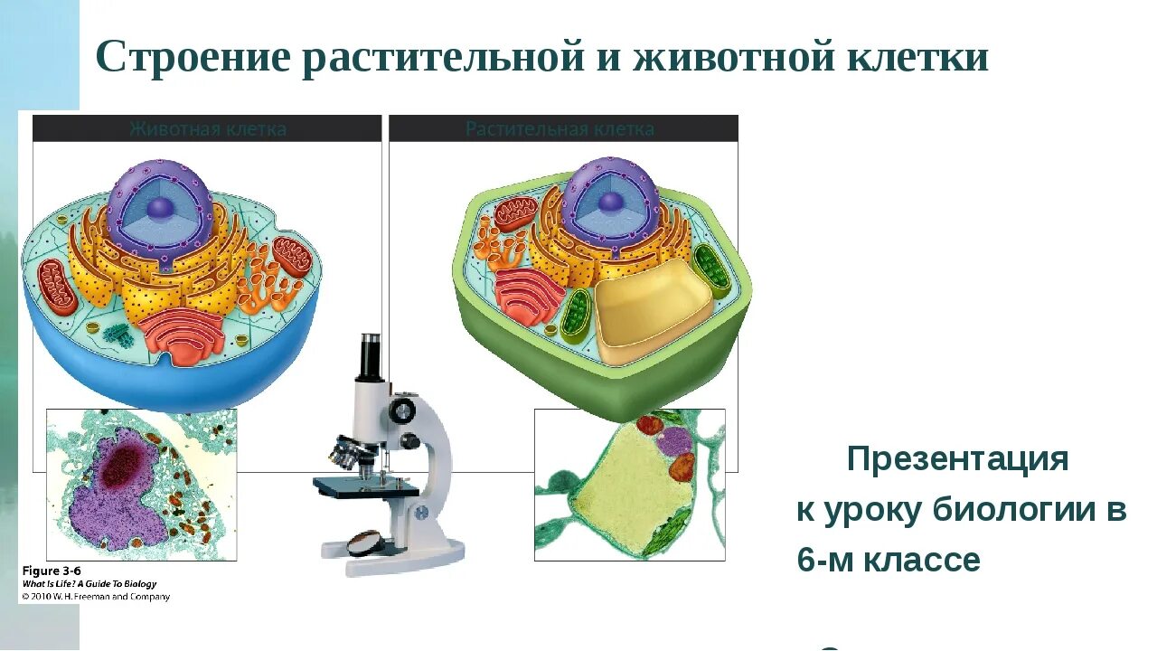 Наука о строении и функциях клеток