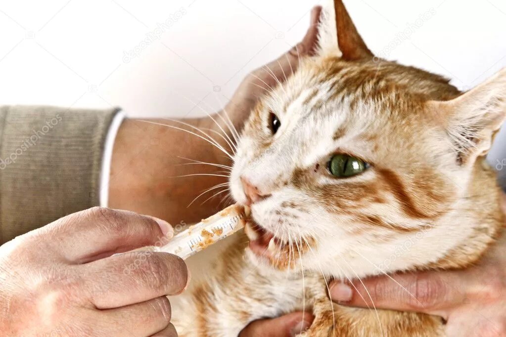 Что дать коту если он