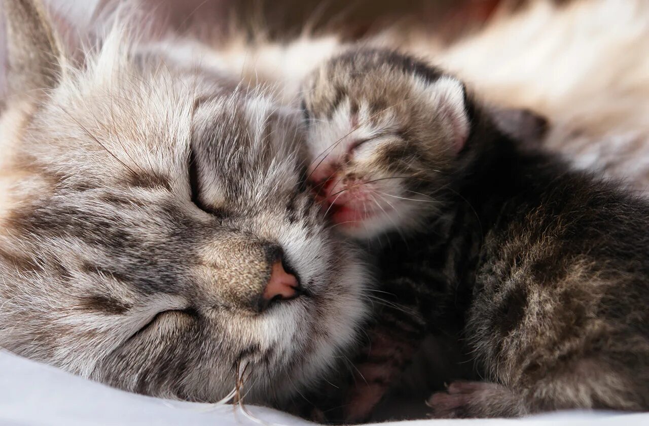 Довольно мурлыкает кошка. Котенок мурчит. кошка мурлычет. кошачье мурчание. мурлыканье кота.