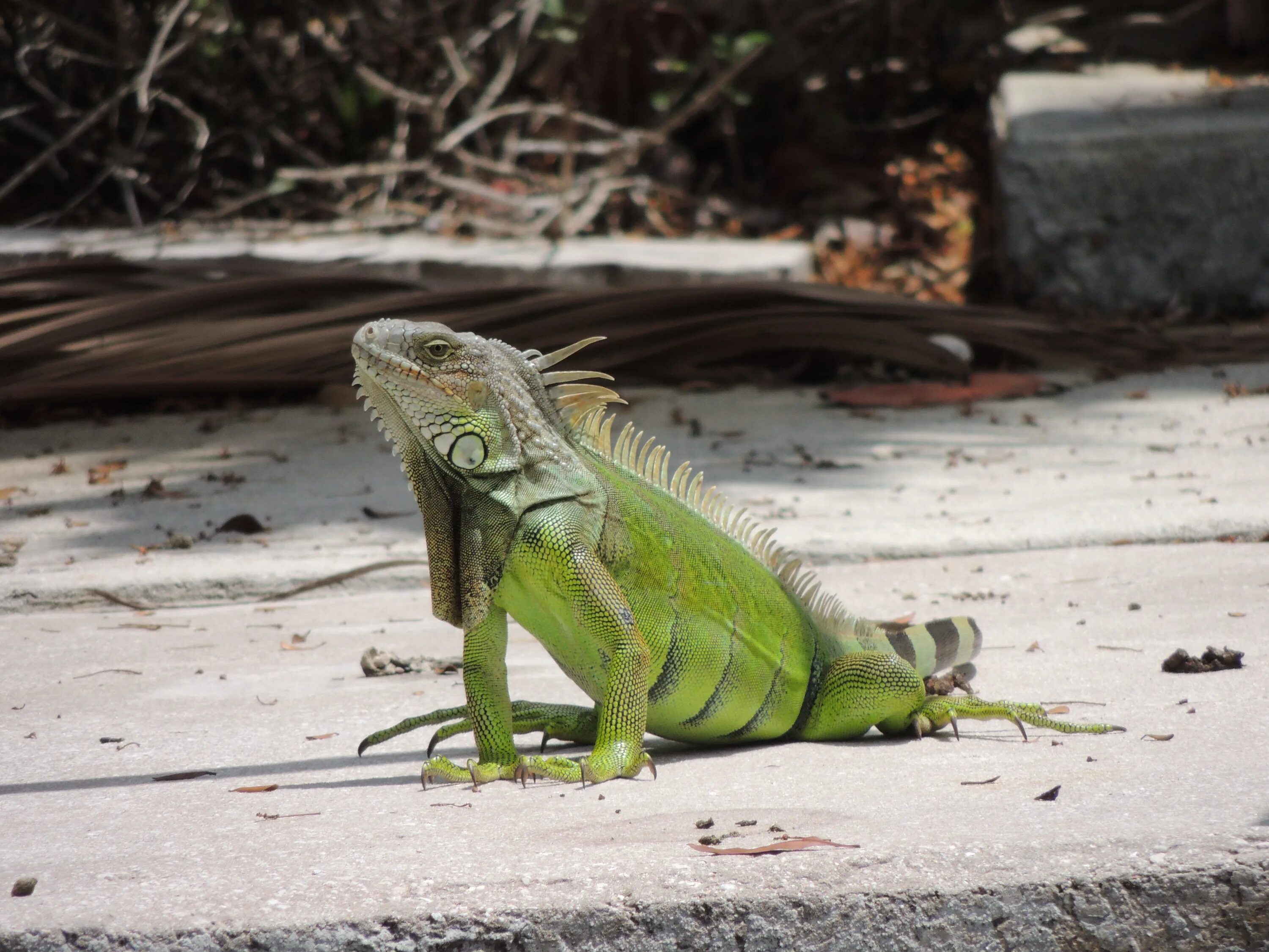 Стоит игуана. Игуана зеленая обыкновенная. Зеленая игуана (Iguana Iguana). Ошейниковая игуана. Южная Америка зеленая игуана.